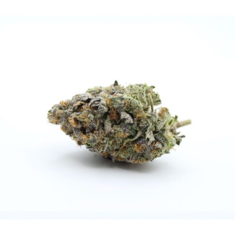 buy bud now qotg canned gelato 9 10 002 - Cannabis Deals In Canada