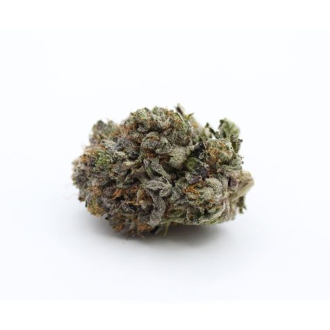 buy bud now qotg canned lindsey og 9 10 002 - Cannabis Deals In Canada