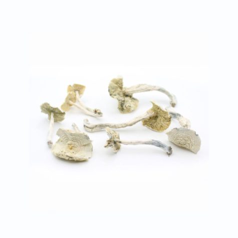 Magic Mushrooms Albino Avery 02 - Cannabis Deals In Canada