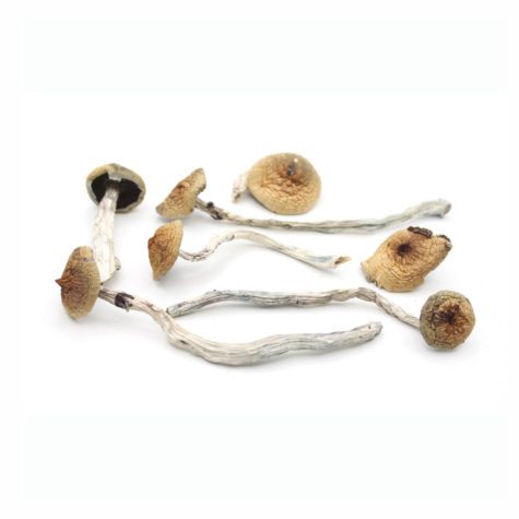 Magic Mushrooms Blue Meanies 02 - Cannabis Deals In Canada