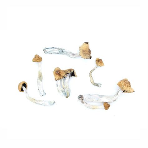 Magic Mushrooms Koh Samui Super Strain 02 - Cannabis Deals In Canada