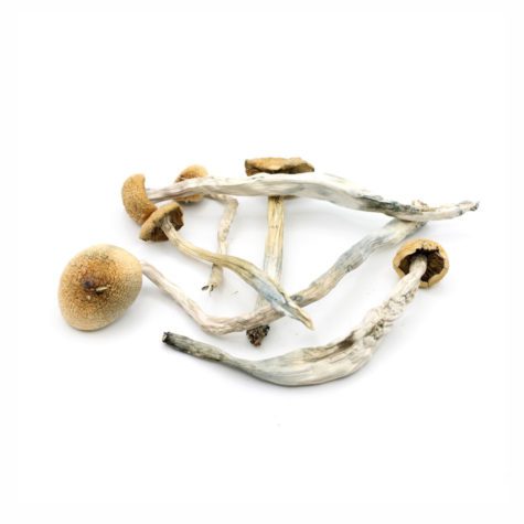 Magic Mushrooms SYZYGY 02 - Cannabis Deals In Canada