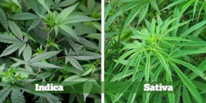 Read more about the article Indica vs Sativa