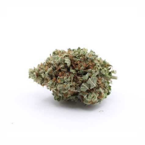 strawberry cough v1 001 - Cannabis Deals In Canada