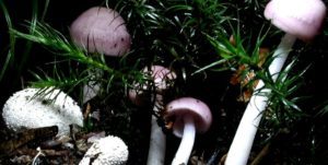 Read more about the article Promising Medical Outcomes From Magic Mushrooms In The News