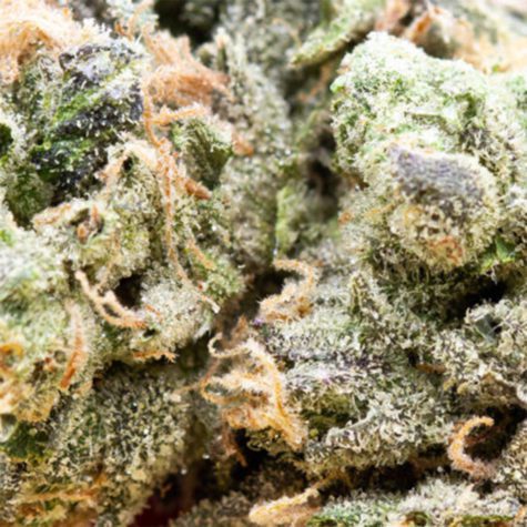skookum 14g headbanger 004 - Cannabis Deals In Canada