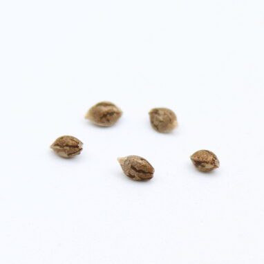 Cannabis Seeds : Jelly Breath (INDICA) (5 Per Pack)