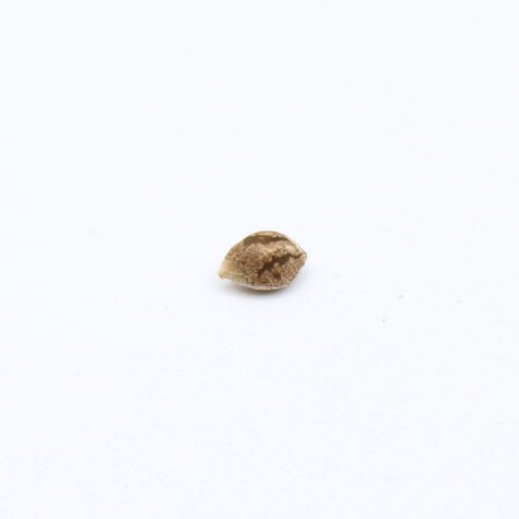 Canna Seeds Pic2 - Cannabis Deals In Canada