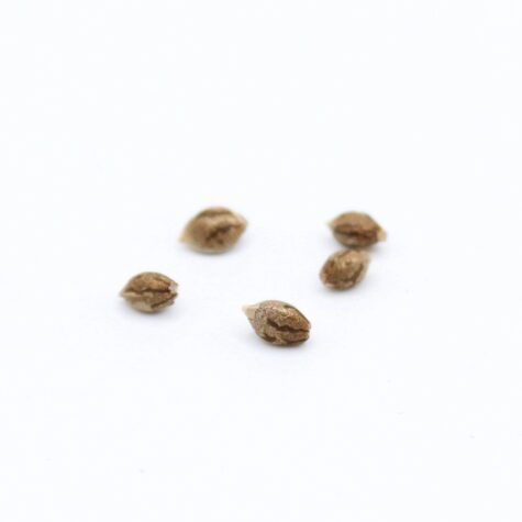 Canna Seeds Pic3 - Cannabis Deals In Canada