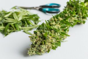 Read more about the article Guide To The Mighty Tropic Thunder Weed Strain
