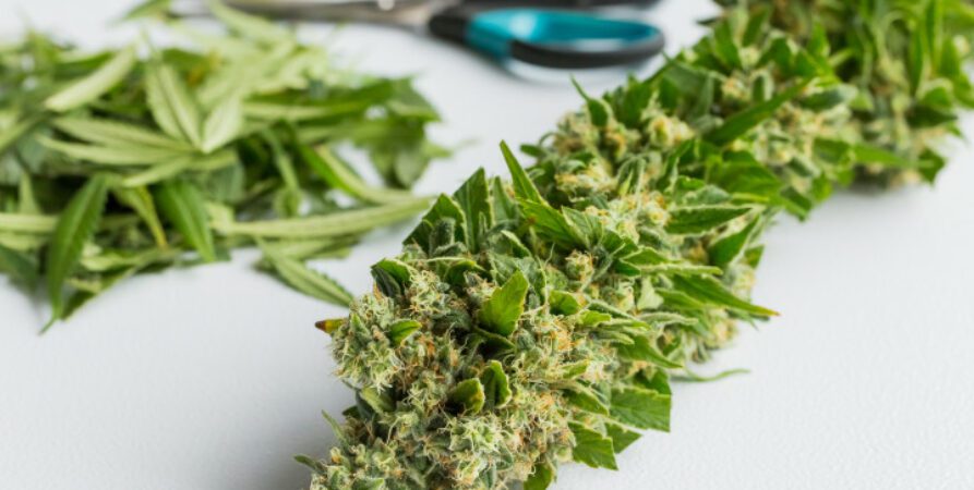 Guide To The Mighty Tropic Thunder Weed Strain