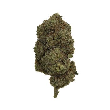 Gummy Bear (28 Grams)