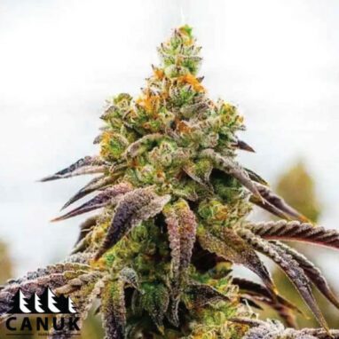 Afghan X Black Domina Autoflowering Feminized Seeds ELITE STRAIN - Cannabis Deals In Canada