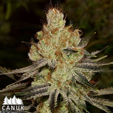 Agent Orange Regular Seeds - Cannabis Deals In Canada