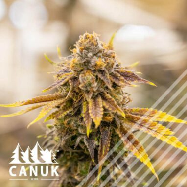 Bruce Banner CBD Regular Seeds - Cannabis Deals In Canada