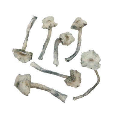 Great White North | Shroomies | 1 Oz